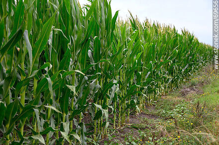 Plantación de maíz - Flora - IMÁGENES VARIAS. Foto No. 69656