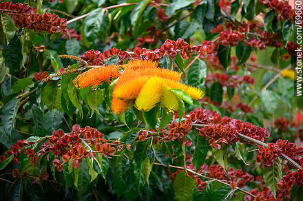 Enredadera de los cepillos. Combretum fruticosum - Flora - IMÁGENES VARIAS. Foto No. 69660