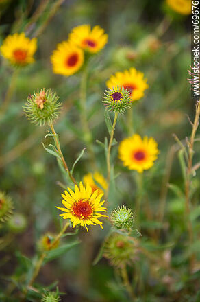 Yellow daisy. Grindelia pulchella - Flora - MORE IMAGES. Photo #69676
