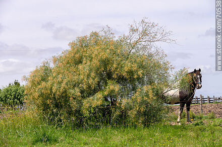 Caballo y una anacahuita - Departamento de Canelones - URUGUAY. Foto No. 70538