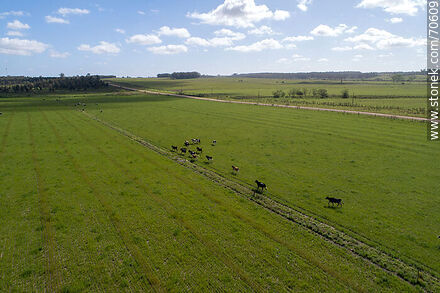 Aerial view in fields of Montes - Department of Canelones - URUGUAY. Photo #70609