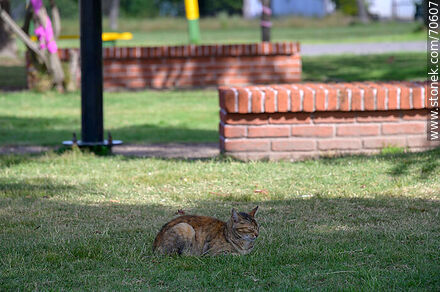 Gato en la plaza de Montes - Departamento de Canelones - URUGUAY. Foto No. 70607