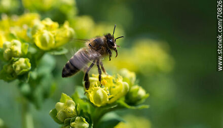 Bee flapping its wings on a rue flower - Fauna - MORE IMAGES. Photo #70826