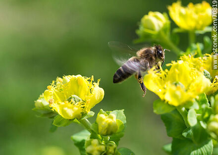 Bee flapping its wings on a rue flower - Fauna - MORE IMAGES. Photo #70819