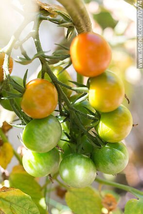 Cherry tomatoes in ripening - Flora - MORE IMAGES. Photo #70974