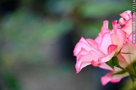Rosas rosadas con bordes rojos - Flora - IMÁGENES VARIAS. Foto No. 72114