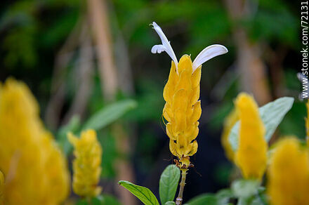 Golden corn or shrimp. Pachystachys lutea - Flora - MORE IMAGES. Photo #72131