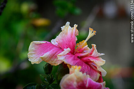 Hibiscus - Flora - MORE IMAGES. Photo #72134
