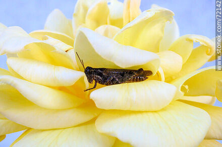 Lobster in a yellow rose - Flora - MORE IMAGES. Photo #72142
