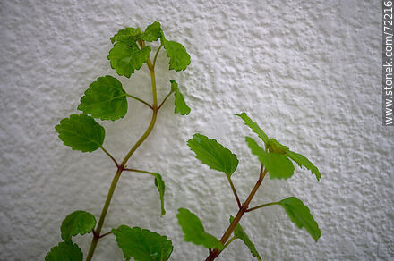 Planta del dólar o del dinero. Swedish Ivy (Plectranthus verticillatus) - Flora - IMÁGENES VARIAS. Foto No. 72216