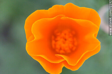 California Poppy - Flora - MORE IMAGES. Photo #72192