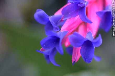 Tilandsia flower - Flora - MORE IMAGES. Photo #72229