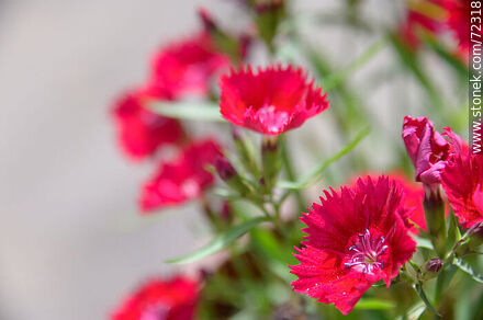 Carnation red flower - Flora - MORE IMAGES. Photo #72318