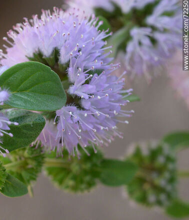 Monarda fistulosa - Flora - MORE IMAGES. Photo #72250