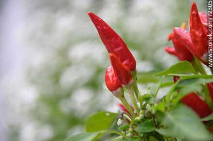 Red peppers - Flora - MORE IMAGES. Photo #72305