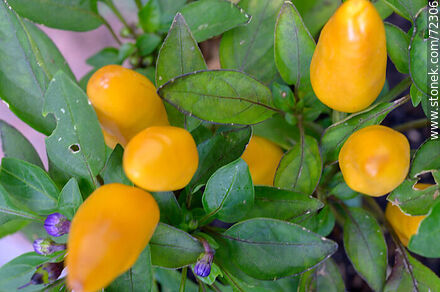 Yellow peppers - Flora - MORE IMAGES. Photo #72306