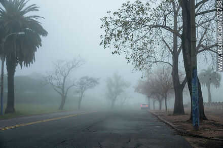 Julio María Sosa Ave. in early morning fog - Department of Montevideo - URUGUAY. Photo #72738