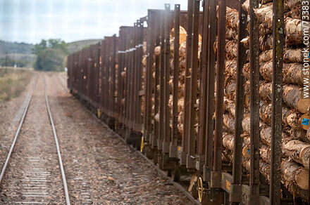 Vagones de carga de troncos hacia estación Chamberlain - Departamento de Tacuarembó - URUGUAY. Foto No. 73383