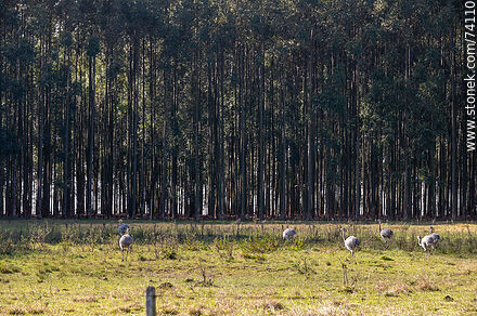 Ñandúes in a field with eucalyptus trees - Fauna - MORE IMAGES. Photo #74110