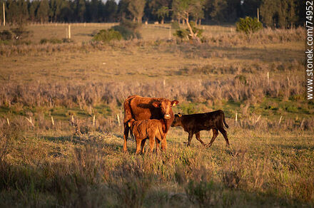 Cow and calves at sunset - Lavalleja - URUGUAY. Photo #74952