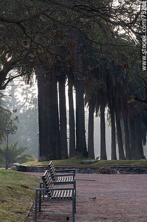 Fila de bancos y palmeras - Departamento de Montevideo - URUGUAY. Foto No. 75211