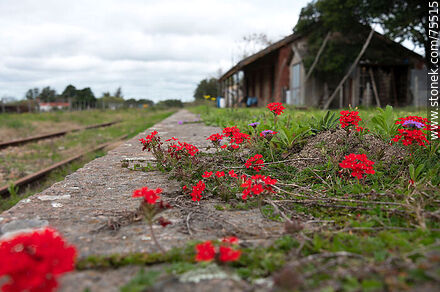 Former Reboledo train station. Verbenas on the platform - Department of Florida - URUGUAY. Photo #75515