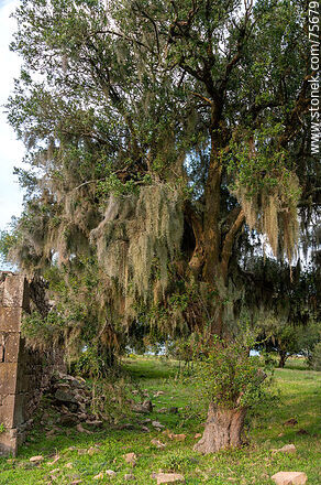 Bridge on Route 6 over Timote Creek. Tree with Spanish moss - Department of Florida - URUGUAY. Photo #75679