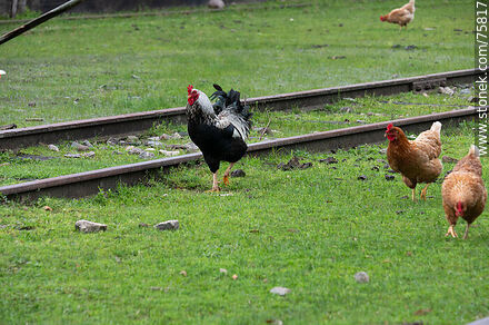 Old train station Puntas de Herrera. Rooster and hens - Durazno - URUGUAY. Photo #75817