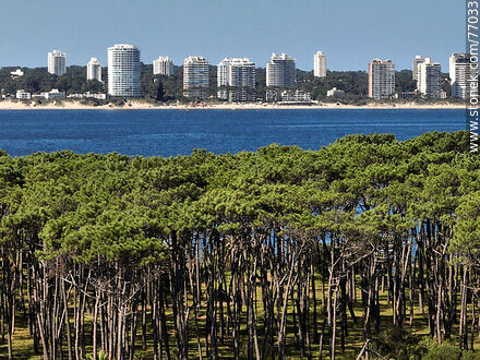 Vista aérea de un acercamiento de los árboles de la isla y los edificios de Punta del Este - Punta del Este y balnearios cercanos - URUGUAY. Foto No. 77033