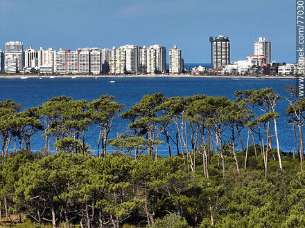 Vista aérea de un acercamiento de los árboles de la isla y los edificios de Punta del Este - Punta del Este y balnearios cercanos - URUGUAY. Foto No. 77030