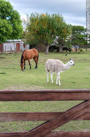 Una llama y un caballo - Departamento de Canelones - URUGUAY. Foto No. 77613