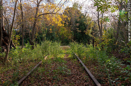 Railway tracks lost in the autumn leaves - Department of Canelones - URUGUAY. Photo #77767