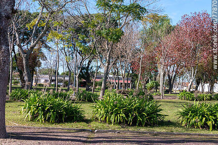 Plaza de Cebollatí - Departamento de Rocha - URUGUAY. Foto No. 77870