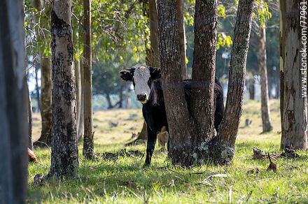Steer among the trees - Fauna - MORE IMAGES. Photo #77961