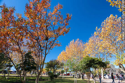 Árboles de otoño en la plaza - Departamento de Lavalleja - URUGUAY. Foto No. 78098
