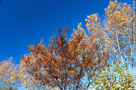 Árboles de otoño en la plaza - Departamento de Lavalleja - URUGUAY. Foto No. 78096