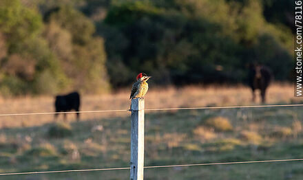 Woodpecker - Department of Cerro Largo - URUGUAY. Photo #78116
