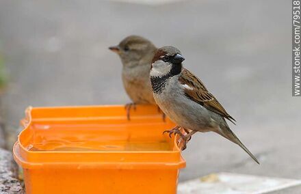 Casal de gorriones en un tacho con agua - Fauna - IMÁGENES VARIAS. Foto No. 79518