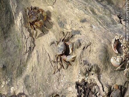 Crabs on a log in the creek - Fauna - MORE IMAGES. Photo #79797