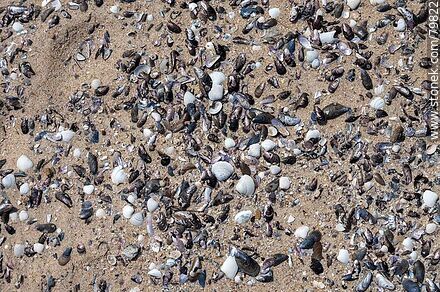Snail and mussel shells left on the beach by the sea - Department of Canelones - URUGUAY. Photo #79822