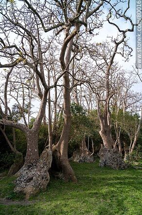 Particular forms of ombú in the ombú grove - Department of Rocha - URUGUAY. Photo #80016