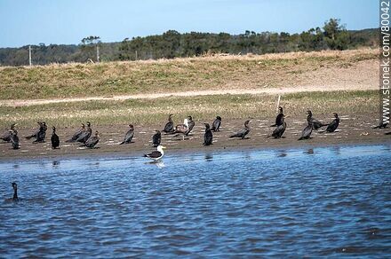 Group of cormorants on the shores of Valizas stream - Department of Rocha - URUGUAY. Photo #80042