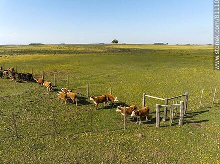 Vista aérea de novillos de ganado Hereford en el campo - Fauna - IMÁGENES VARIAS. Foto No. 81110
