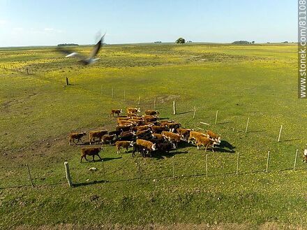Vista aérea de novillos de ganado Hereford en el campo - Fauna - IMÁGENES VARIAS. Foto No. 81108