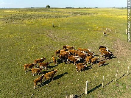 Vista aérea de novillos de ganado Hereford en el campo - Fauna - IMÁGENES VARIAS. Foto No. 81107