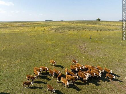 Vista aérea de novillos de ganado Hereford en el campo - Fauna - IMÁGENES VARIAS. Foto No. 81105
