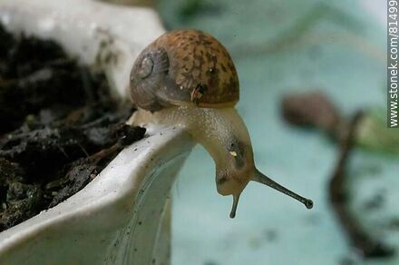 Snail - Fauna - MORE IMAGES. Photo #81499