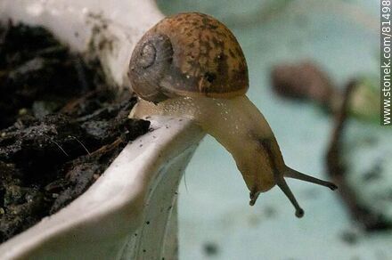 Snail - Fauna - MORE IMAGES. Photo #81498