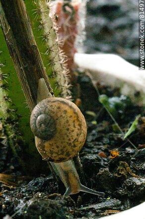 Snail - Fauna - MORE IMAGES. Photo #81497