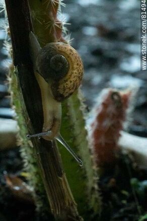 Snail - Fauna - MORE IMAGES. Photo #81494